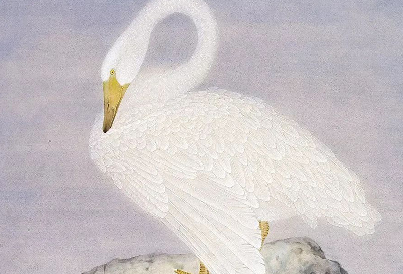 中國美術(shù)家協(xié)會(huì)會(huì)員陳建強(qiáng)工筆花鳥畫29圖， 筆觸細(xì)膩雅致